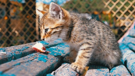 无家可归的灰色小猫在慢动作中进食
