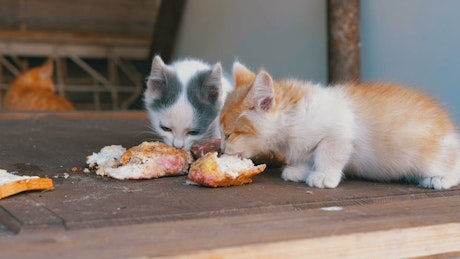 Homeless kittens eating on the street.