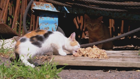 无家可归的小猫在吃东西