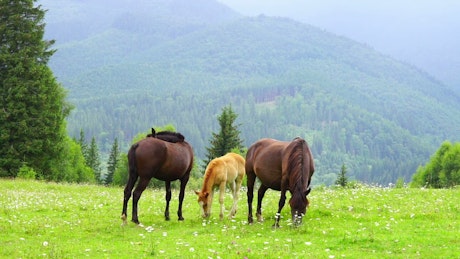 Horses family grazing in the meadow.