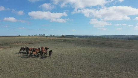 Horses feeding in a large meadow.