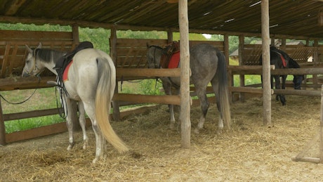 Horses parked on the stable.