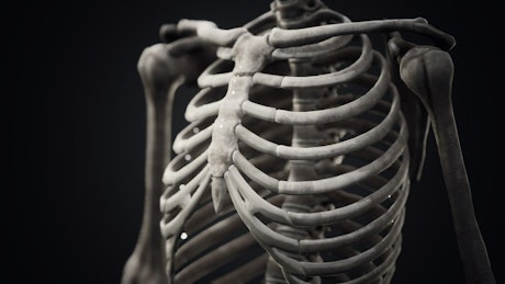 Human skeleton model.