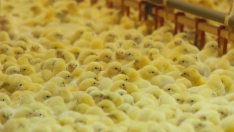 Hundreds of baby chicks on a farm.