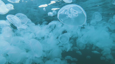 Hundreds of jellyfish at the surface of the sea.