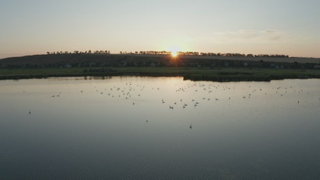Hundreds of Swans across a lake.