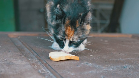 Hungry cat licking a piece of bread.