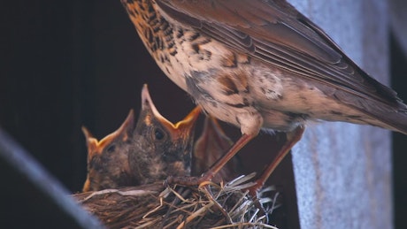 Hungry chicks in the nest.