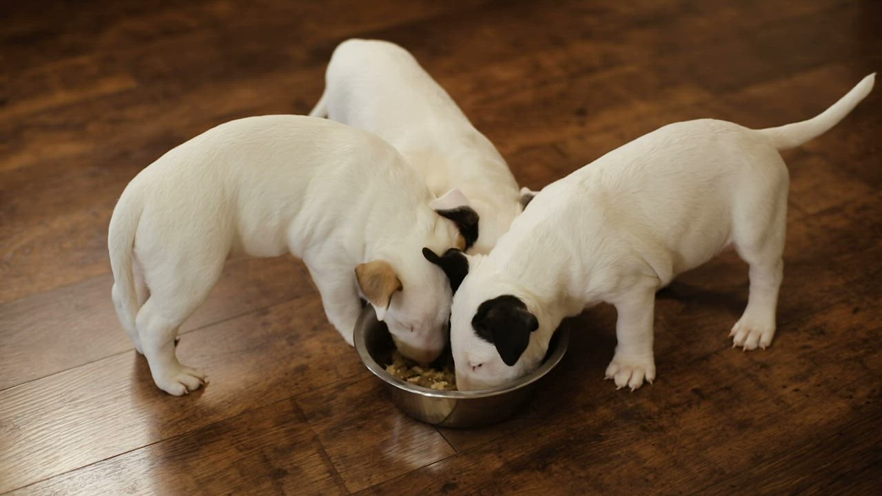 Hungry puppies eating together Free Stock Video