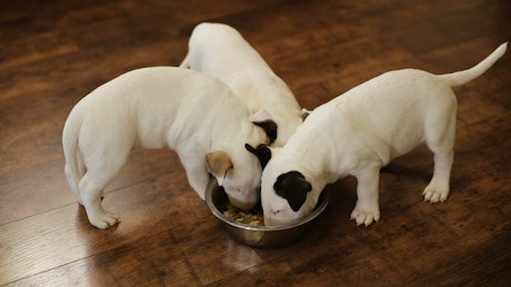 Hungry puppies eating together.