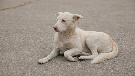 Hungry stray dog lies down on the floor.