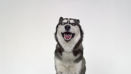 Husky licking its lips at the camera against a white background.