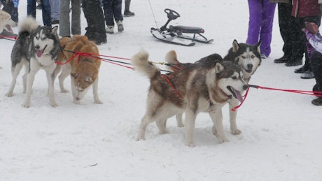 Husky sled dogs in the snow