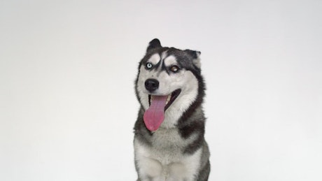 Husky with its tongue out panting at the camera.
