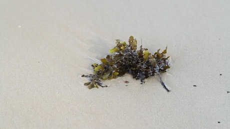 Insects on seaweed.