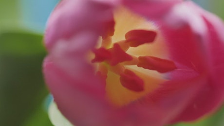 Inside of a tulip, macro close up.