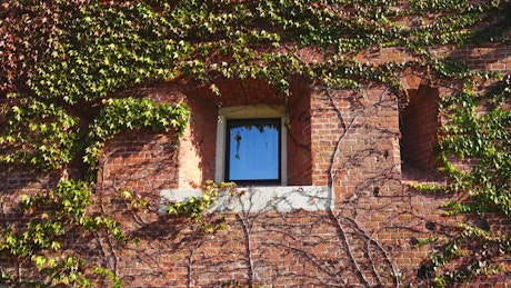 Ivy growing over a house