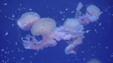 Jellyfish swarm off the coast.