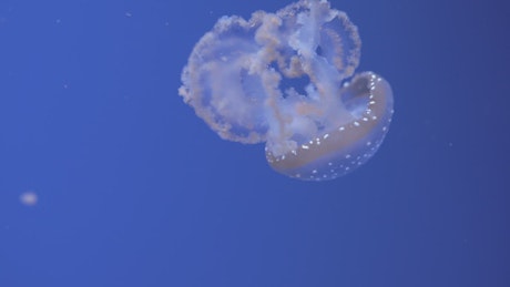 Jellyfish swimming away