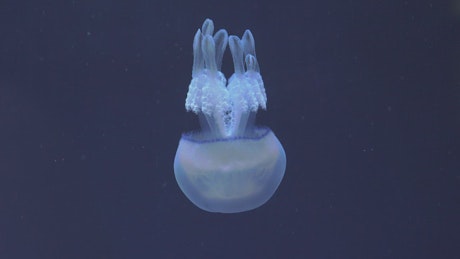 Jellyfish swimming down.