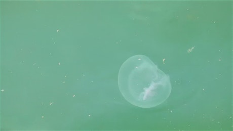Jellyfish swimming in green water