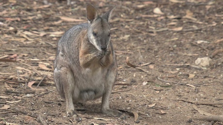 Kangaroo cleaning its nose.