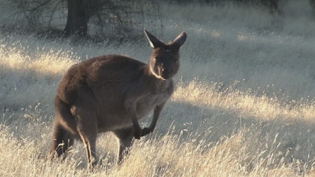 Kangaroo eating grass.