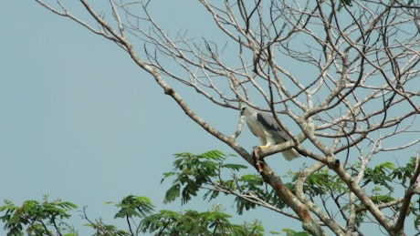 Kite Eagle eating a rat