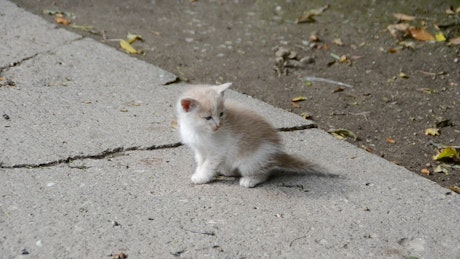 Kitten walking alone.
