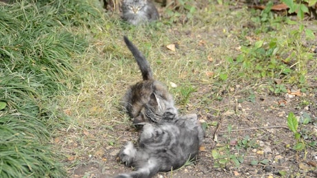 Kittens fighting in a field.