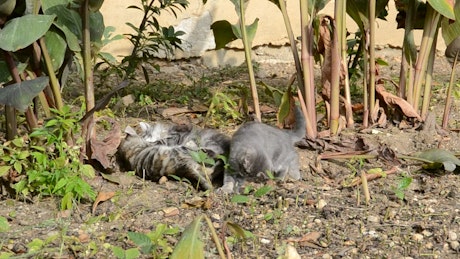 Kittens playing in a garden.