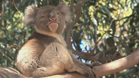 Koala scratching and yawning in a tree.