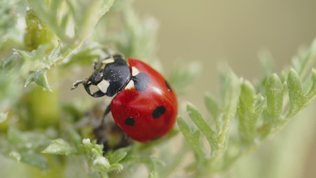 Lady bug on a plant.