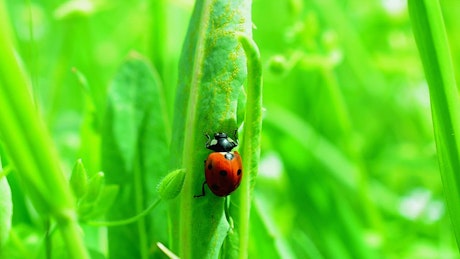 Ladybug climbing up tall grass.