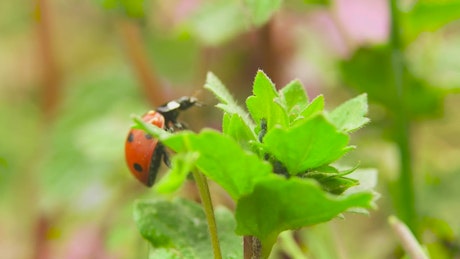 Ladybug crawling up a plant to reach the top.