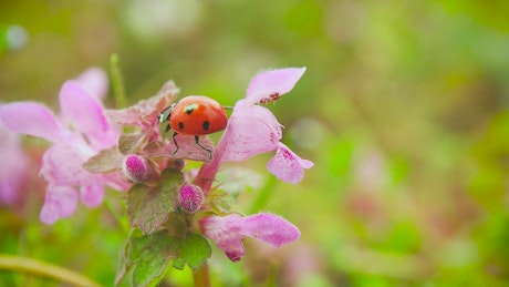 Ladybug crawls over flower petals.