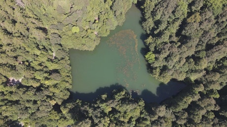 Lake amidst a dense forest from above