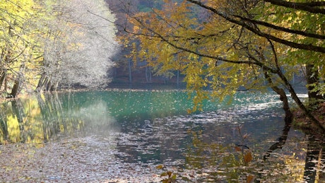 Lake and autumn forest.