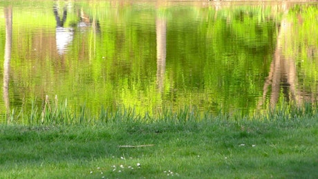 Lake by the grass in the park