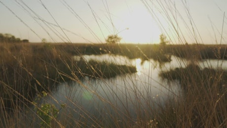 Lake surrounded by dry grass in the savanna.
