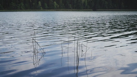 Lake water surface.
