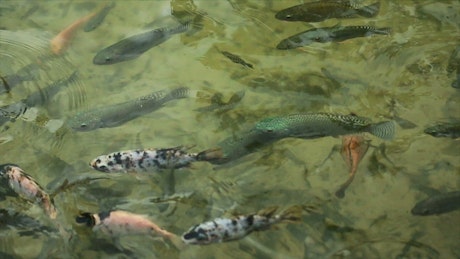 Large fish feeding in a pond.