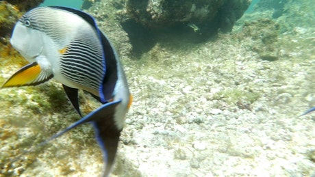 Large fish swimming over a reef.