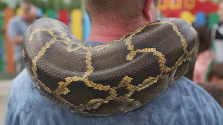 Large snake wrapped around a man's shoulders.