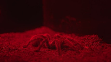 Large tarantula spider in red light.