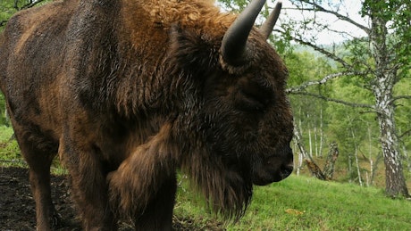 Large wooly Bison walking through the woods.