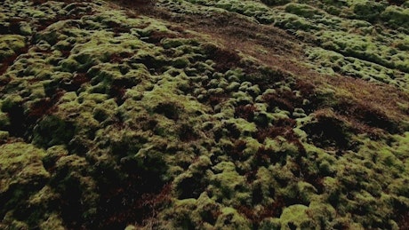 Lava fields in Iceland.