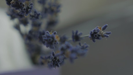 Lavender flowers, close up