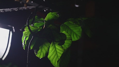 Leaves at night.