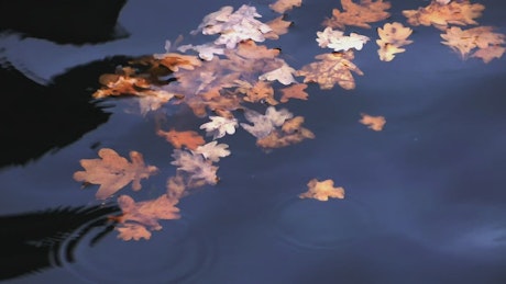 Leaves floating in the water.